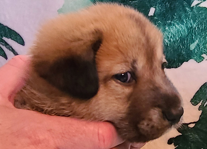 chinook puppy